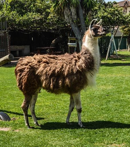Lamabeach City Farm Cape Town Exterior photo